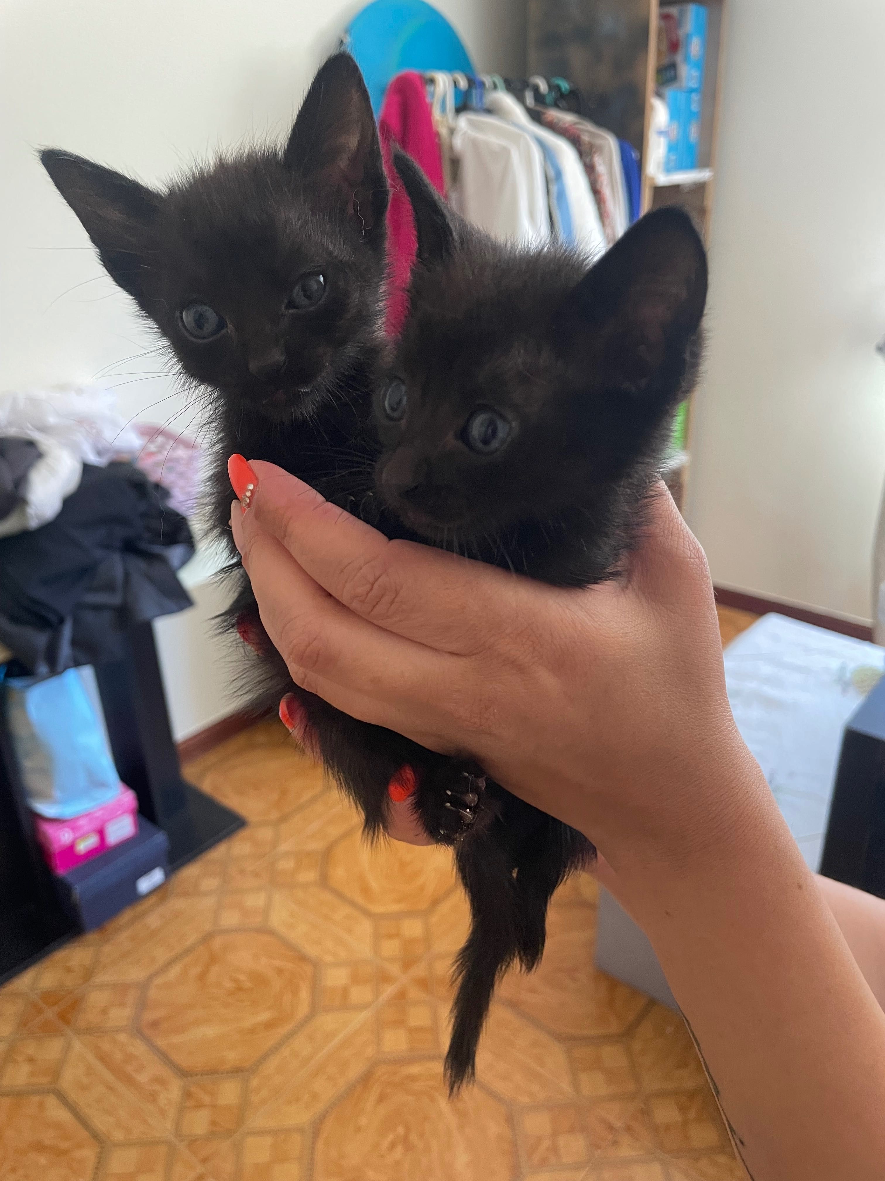 Gatos bebés para adoção urgente