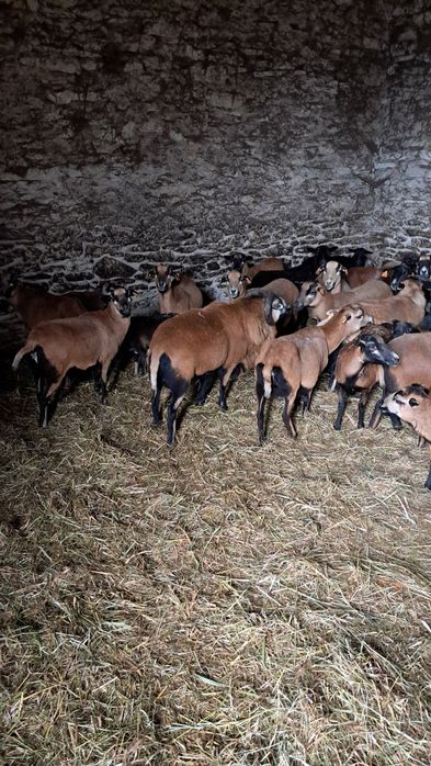 Zamiana lub sprzedam barana kameruna