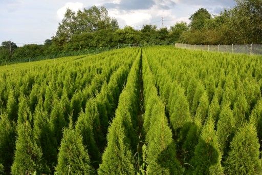 Tuja szmaragd , brabant 80-300,cm dowóz gratis, sadzimy, PRODUCENT