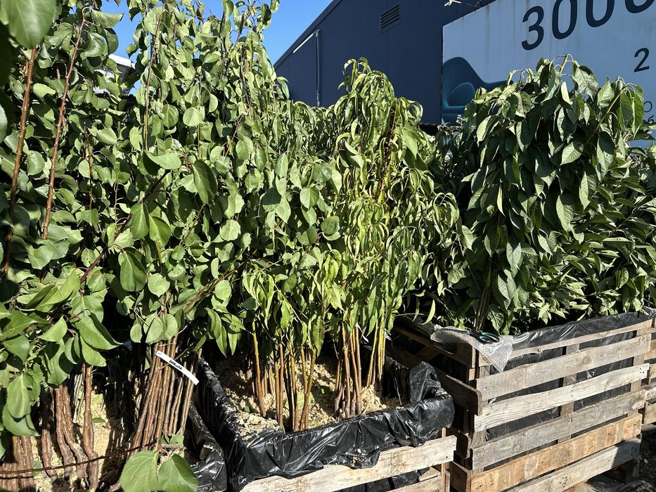 Саджанці плодових дерев та ягідних кущів