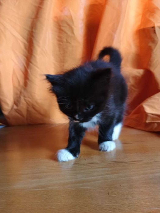 Віддам у добрі руки: чорно-білі кошенята-дівчатка шукають родину!
