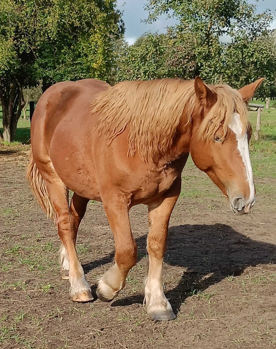 Klacz siwa zimnokrwista i reszta stada kasztanka plus gniazda