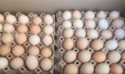Инкубационное яйцо опт и розница Бройлер