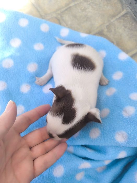 Chihuahua Super  Mini. Menina Chocolate e branco..Cabeça de maçã.