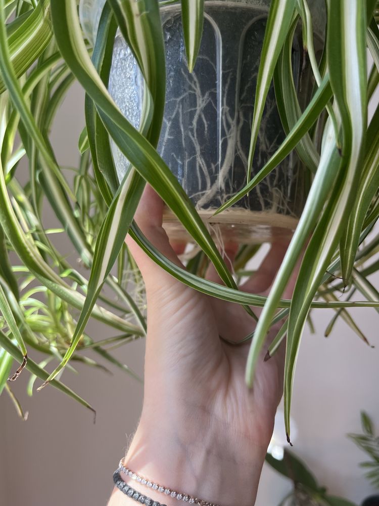 Chlorophytum Bonnie