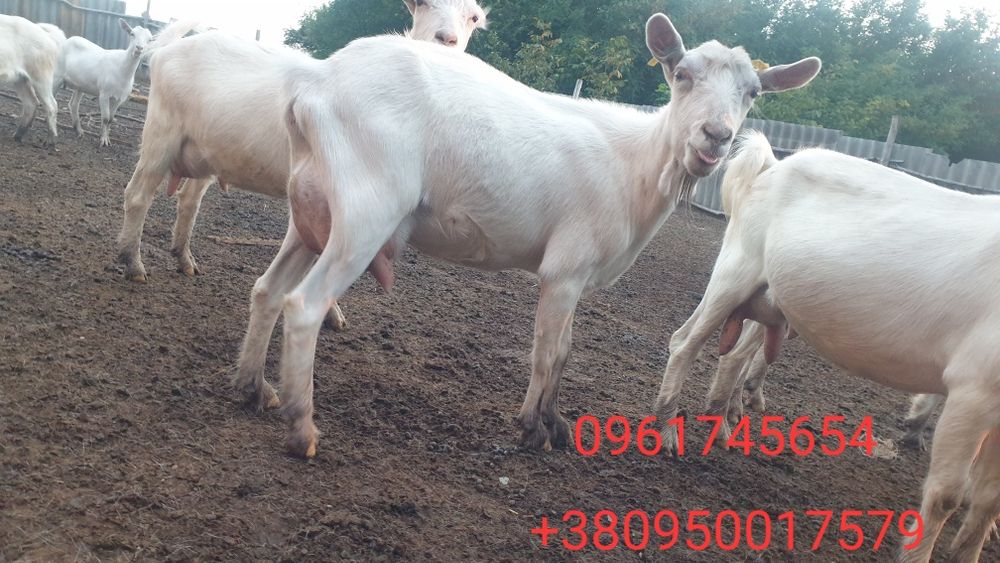 Продаються чистокровні, високоудойні заанівські коз