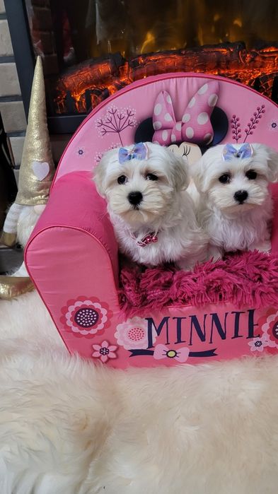 Śliczna suczka maltańczyk z wyprawka