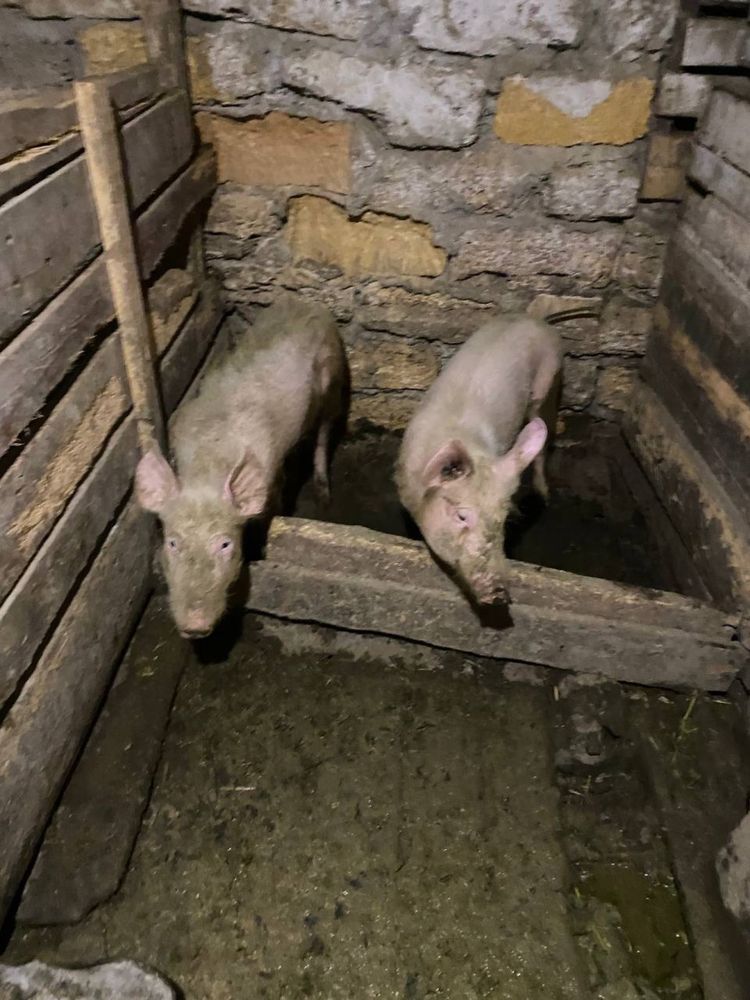 Продам Свині 6000 пара