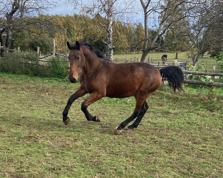 Na sprzedaż: ogier śląski TIVO (1,5 roku)