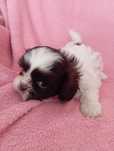 Sunia shih Tzu biało - brązowa z genem czekoladowym.