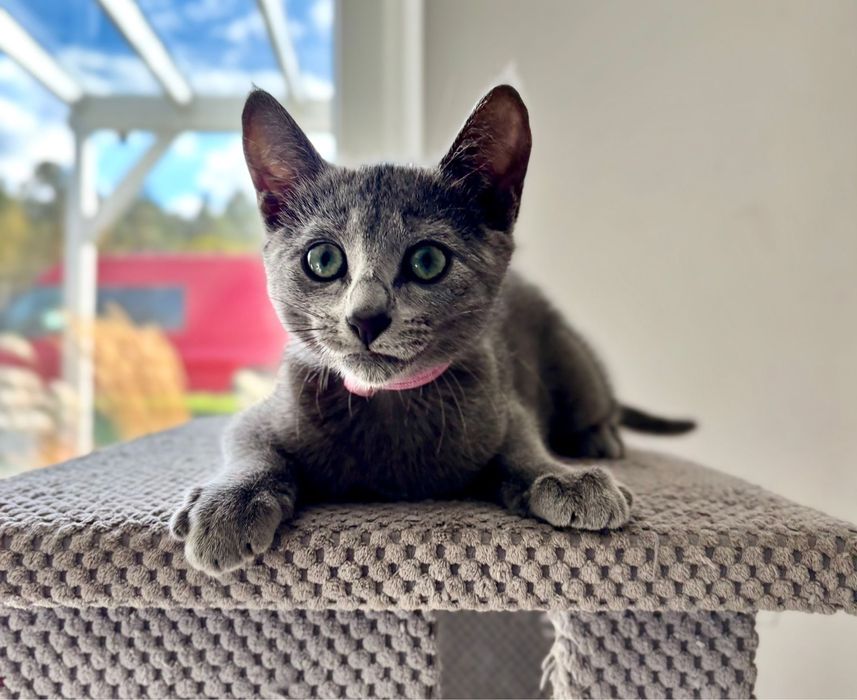 Kocięta rosyjskie niebieskie z rodowodem FPL - koteczka