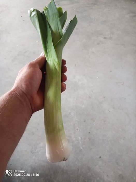 Por seler z własnego ogródka