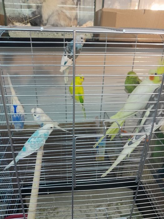 Papużki faliste sklep Altum
