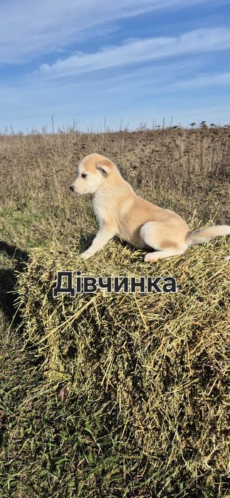 Маленькі собачки