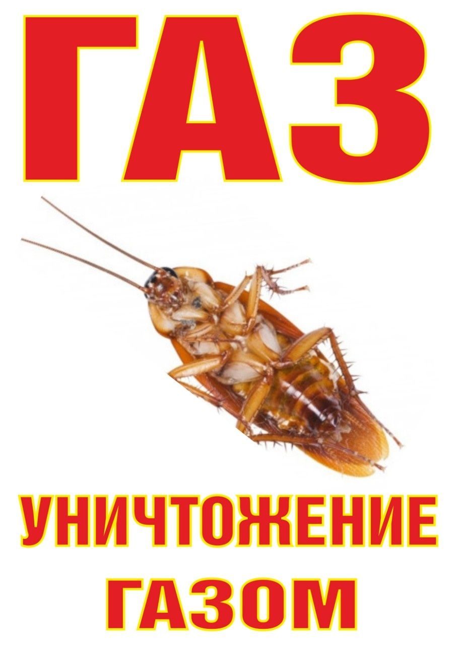 БЕЗ ЗАПАХА • уничтожение Травля Потравить Тараканов Клопов Блох