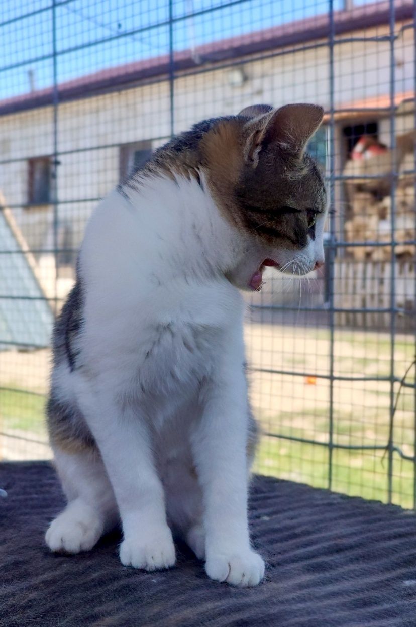 Przekochan Stokrotka gorąco poleca się do adopcji .. :)