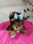 Yorkshire terrier śliczny piesek