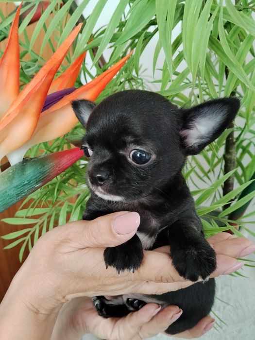 Chihuahua miniatura