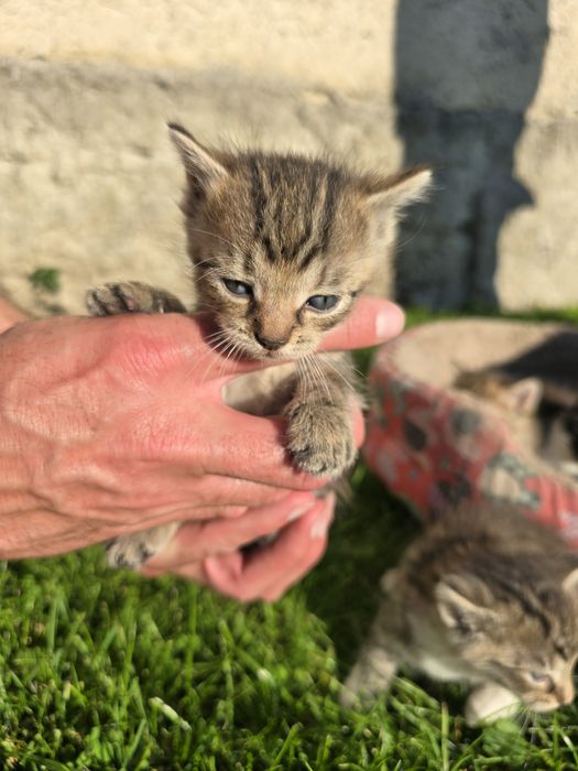 Oddam kociaczki tylko w DOBRE i KOCHAJĄCE ręce