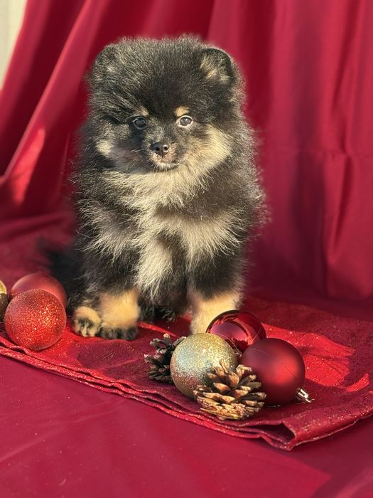 Pomeranian Black & Tan – wyjątkowy misio!