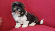 Piesek Shih-tzu gotowy do odbioru.