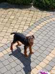 Terrier niemiecki piesek