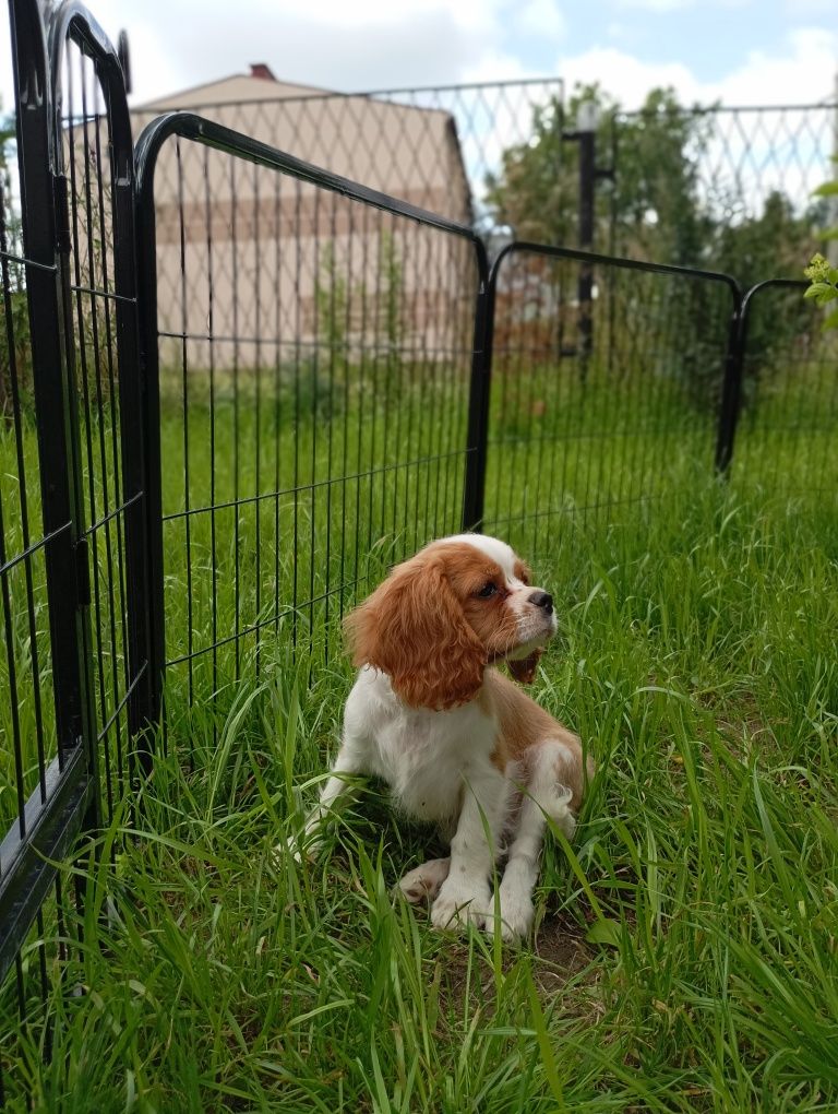 Cavalier King Charles spaniel FCI