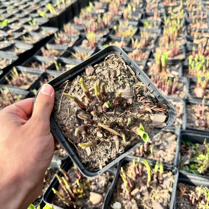 Funkia Hosta 'Emily Dickinson' wiele sadzonek Doniczka 2.0L