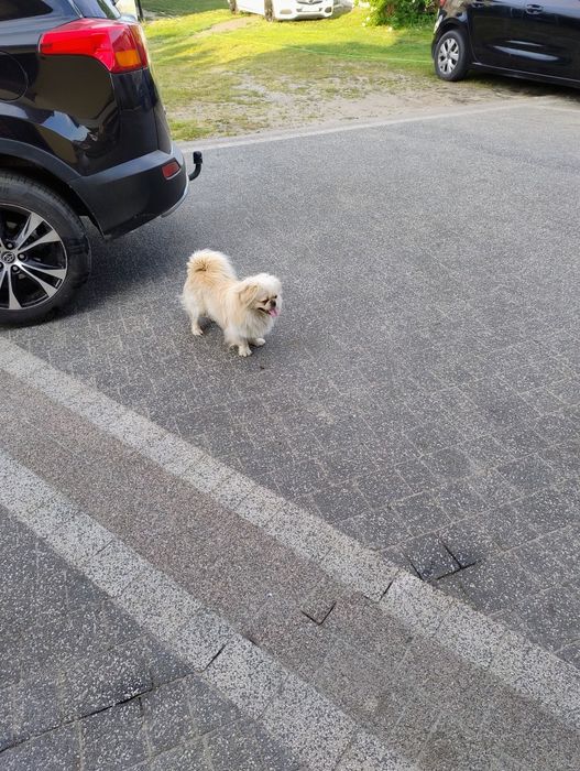 Piesek pekińczyk królewski biało-ekri