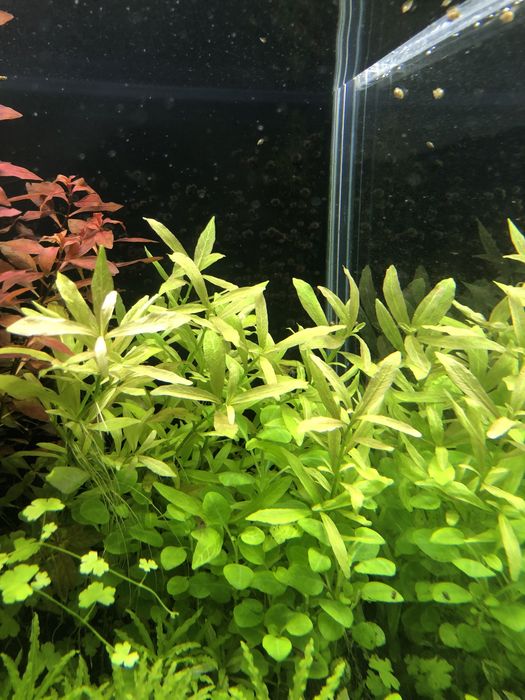 hygropila sunset roslina do akwarium na 3 plan
