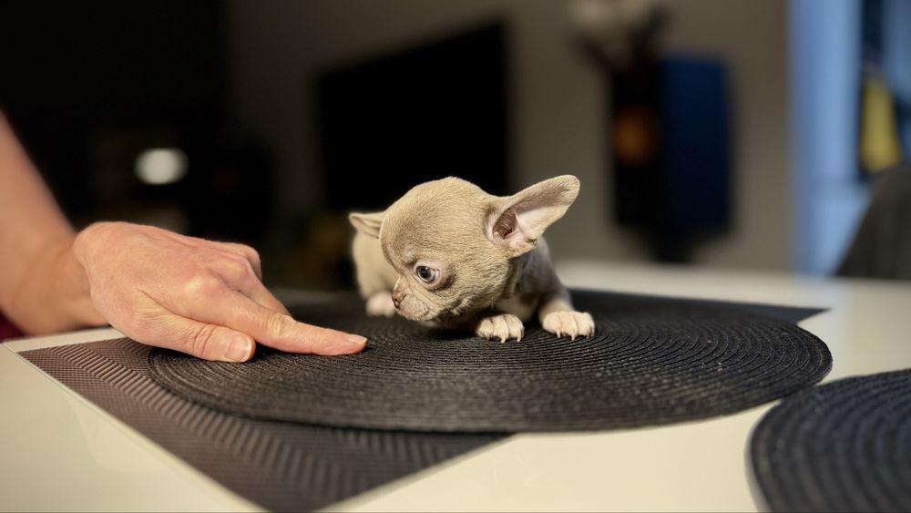 LILIOWY przepiękny piesek chihuahua XXS