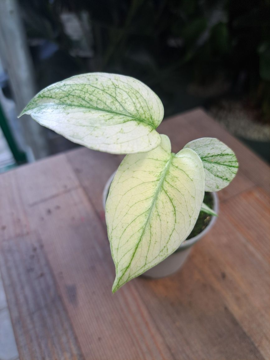 Monstera deliciosa mint