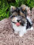 Yorkshire Terrier Biewer
