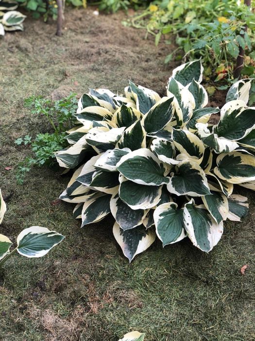 ХОСТА Patriot (Патріот)