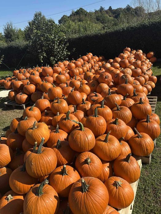 Dynie typ halloween hurt/ detal - Sad U Bartka