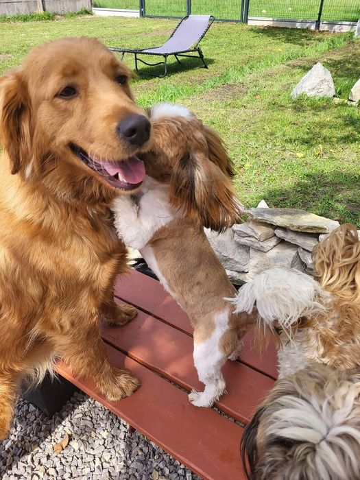Golden retriever umaszczenie  ciemno złote
