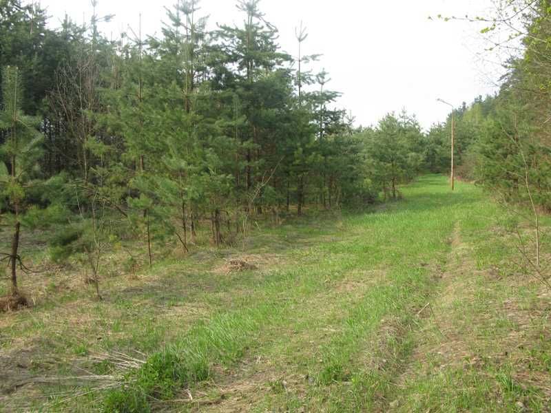 Продаж ділянки біля Десни і лісу 55 км від Києва