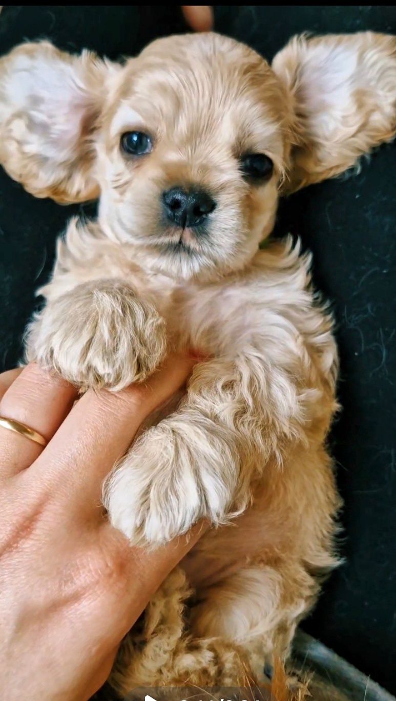 Cocker spaniel amerykański fci