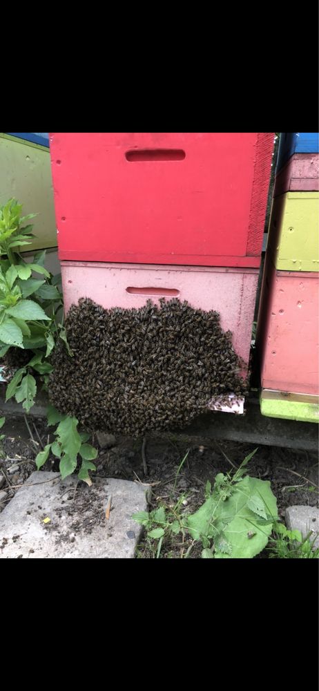 Odklady pszczele krainka buckfast wysyłka