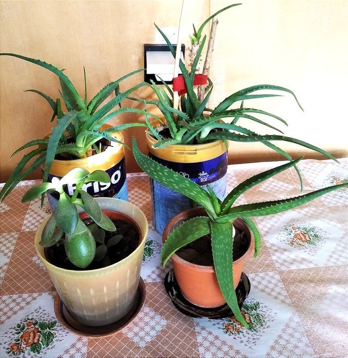 Цветы комнатные Алоэ и красула.