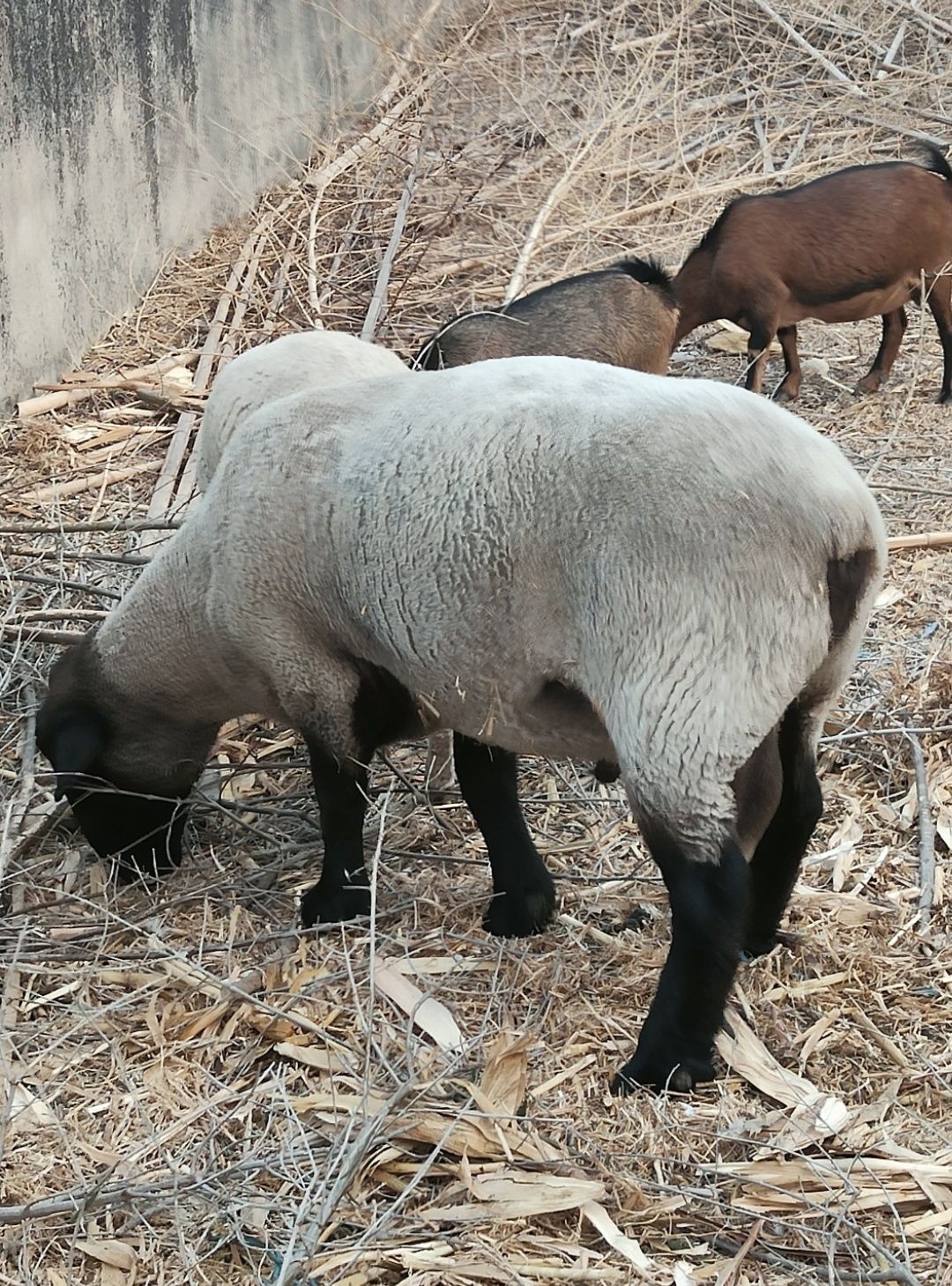 Carneiro sulfock adulto