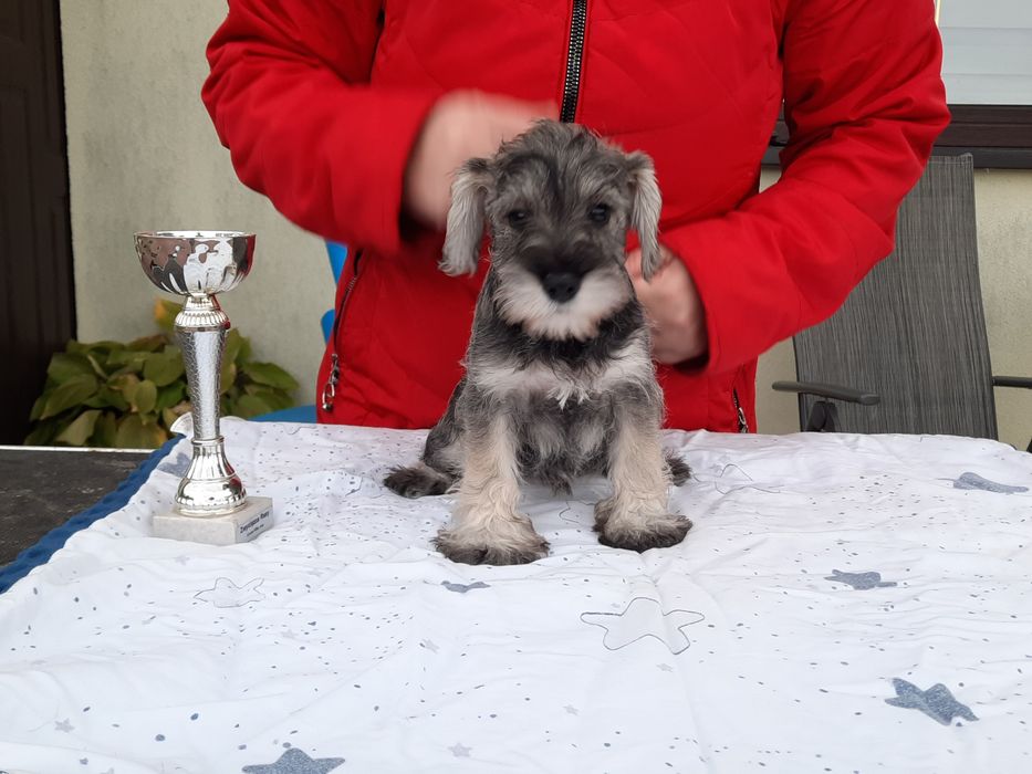 Suczka sznaucer miniaturowy Pieprz I Sól  do odbioru