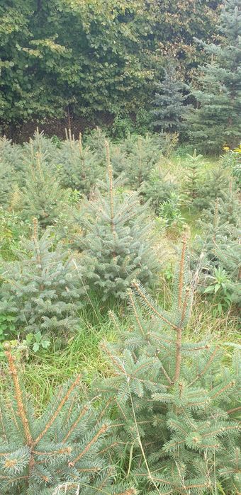 Choinki,świerk srebrny likwidacja plantacji