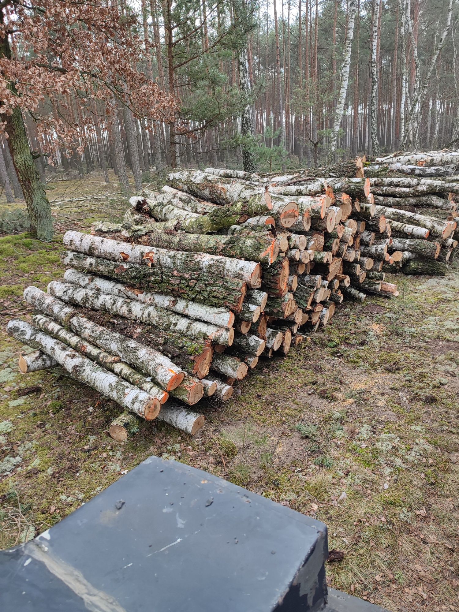 Drewno opałowe sosna brzoza