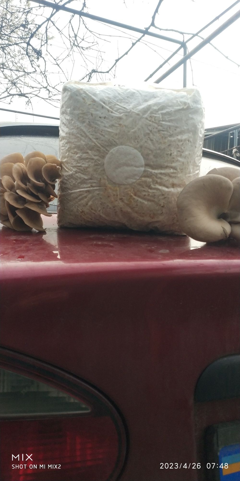Продам грибной мицелий вешенки