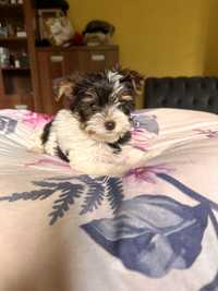 Yorkshire terrier biewer