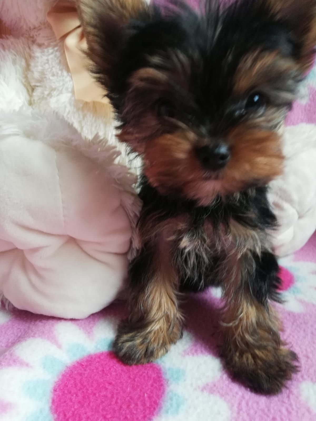 Yorkshire Terrier śliczny piesek