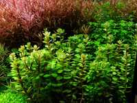 Ammania sp bonsai rotala hodowla wodna