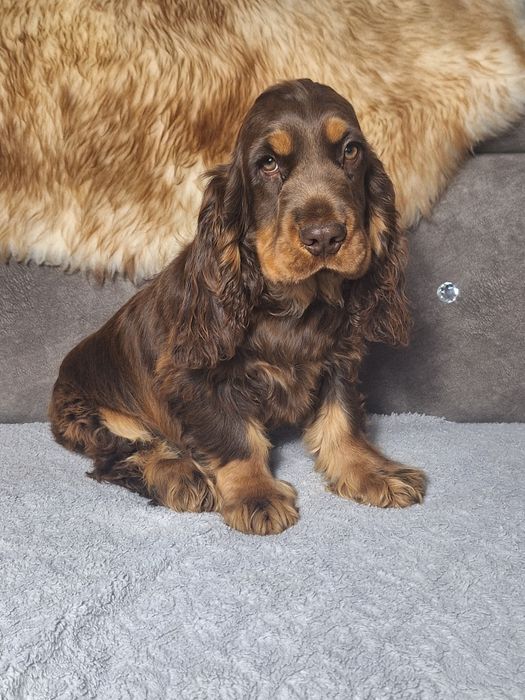 Cocker spaniel angielski-piękny piesek z rodowodem