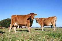 Vacas Jersey, prenhas de origem francesa